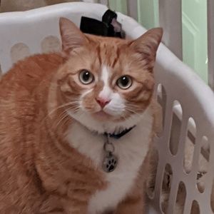 Meet your Posher, Susan